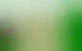 Blurred archive preview