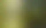 Blurred archive preview