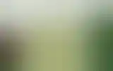 Blurred archive preview