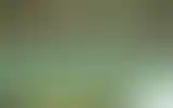 Blurred archive preview