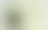Blurred archive preview