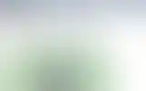 Blurred archive preview