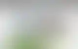 Blurred archive preview