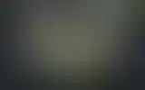 Blurred archive preview