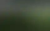Blurred archive preview