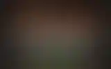 Blurred archive preview