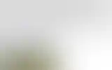 Blurred archive preview
