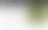 Blurred archive preview